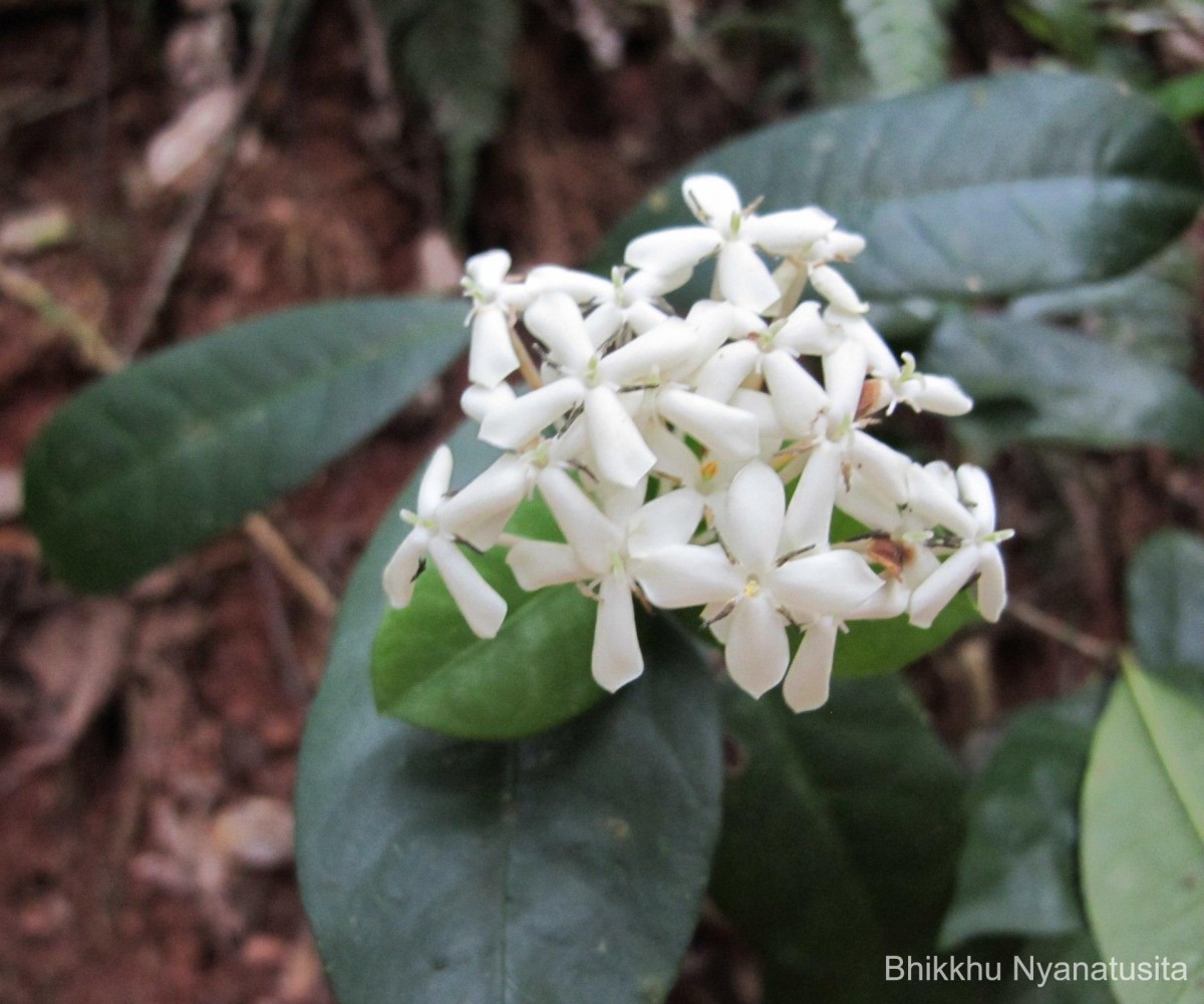 Ixora thwaitesii Hook.f.